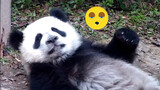 [Giant pandas] Ji Xiao is struggling against her desire to sleep
