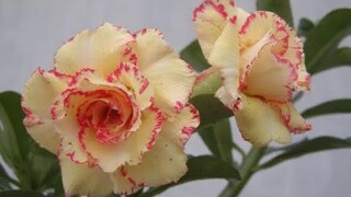 (ĐÃ HẾT) 32 CÂY SỨ GHÉP 100 - 150k NGÀY 28/11/21 LH 0834567192