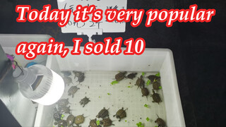 Big Day! Selling Ten Turtles And Meeting a Great Stranger!