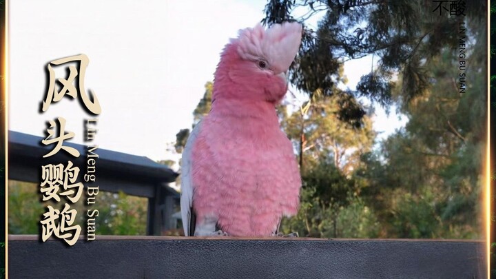 ببغاء صغير نال الخير من البلاء