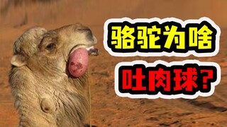 ทำไมอูฐถึงอาเจียนเป็น "ลูกชิ้น"? เปิดเผย "หลักการทำร้ายตัวเอง" ของสัตว์เพศผู้