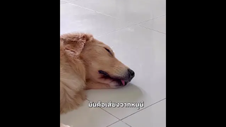 กำลังฝันดีแน่ๆ😂🐶