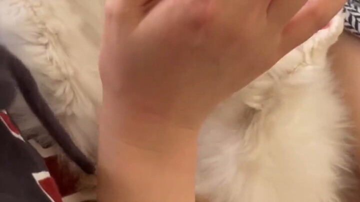 This little cat can't even hum