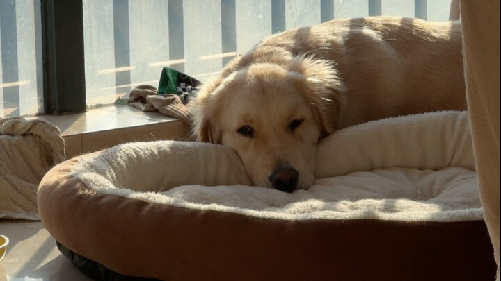 Everything about the puppy can be saved.