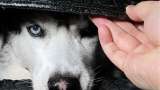 Pear blossoms can't compare to the charm of a Chinese-style puppy!
