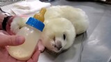 刚出生的小海豹有多可爱
