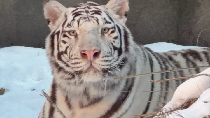 🐑: Family, let’s go out and stroll the cats!