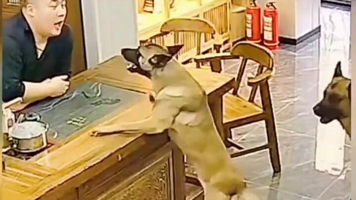 Dog: What’s your dog’s name?