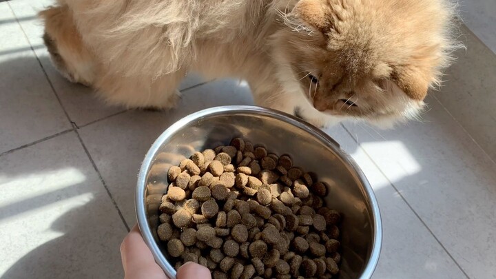 [Two People and a Dog] Watching gummy candies eat, the golden tabby mochi barks anxiously the whole 
