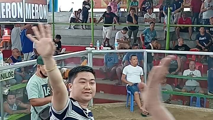 JROOSTER GF PURE BOLIK HAWK OF ALI INTINO 3WINS 2ND FIGHT WIN