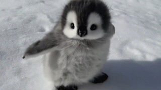 Penguin: If you ever encounter a penguin in Antarctica, please don't touch it!