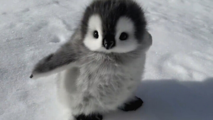 เพนกวิน: ทุกคนอย่าเผลอไปสัมผัสเพนกวินที่พบในแอนตาร์กติกนะ!