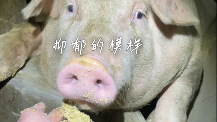 How Vengeful Can a Pig Be After Being Taken Advantage Of?