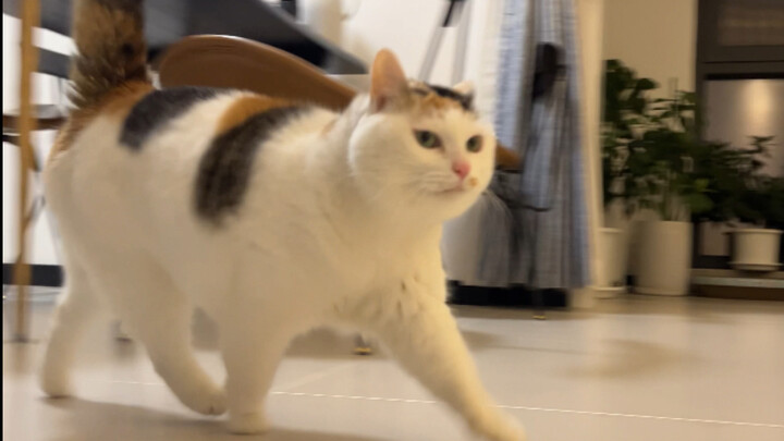 Is this the cat after being a left-behind child for three days?