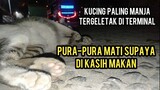 Astagfirullah Kucing Hamil Ini Pura-Pura Mati Gara-gara Tidak Di Tengok Dia Menunggu Di Terminal..!