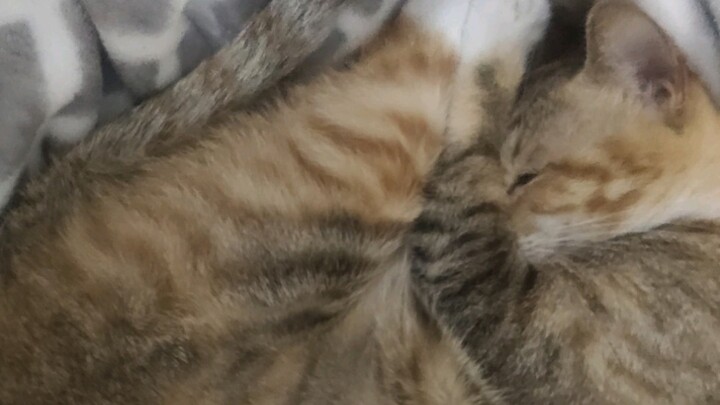 My roommate has already been asleep for five hours.