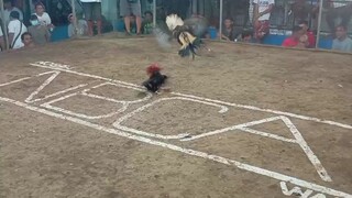 sinalo