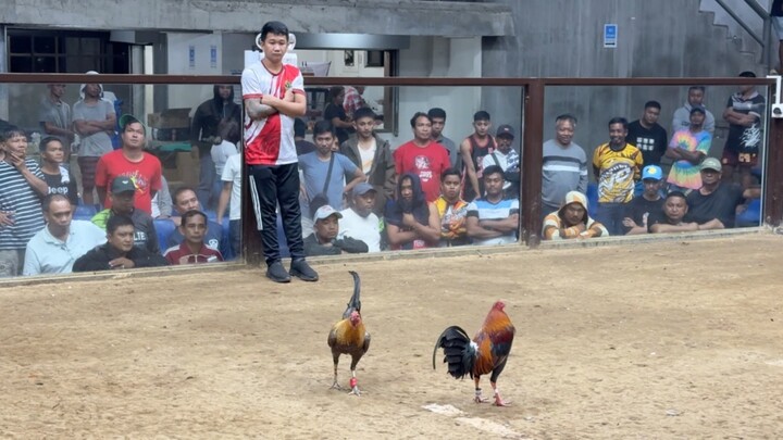 2 Cock Second Entry - LW     Authentic Martin Escolin Battle cross wing-band intact.