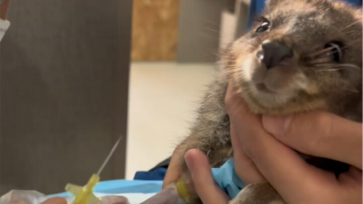 A kangaroo is sick and receiving an IV drip…