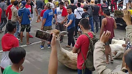 rodeo masbate  lasoing on foot