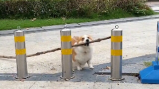 The height advantage of Corgi