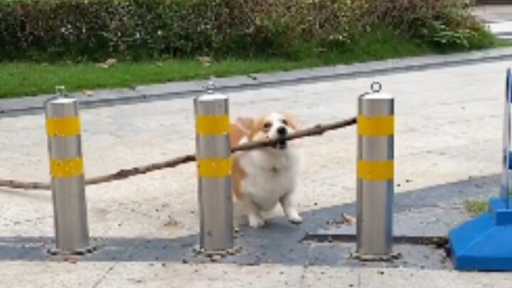Ưu điểm về chiều cao của Corgi
