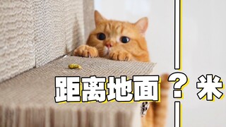 征战奥运？猫为吃攀上高墙，下落瞬间心脏骤停！