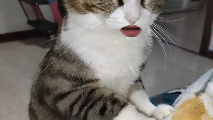 Cat: Everything goes wrong every day!