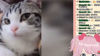 [Video Appreciation] Japanese Fairy Watch [What does a cat raised by a boy look like? ]