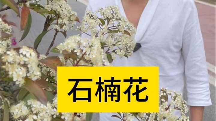 Hoa thạch nam được mong chờ bấy lâu nay cuối cùng đã nở rồi