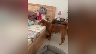 Khi mà sen ăn vụng boss phải trùm chăn để ăn mà boss ngô vẫn phát hiện ra 😂😂chó_cưng foryou chó tết2022