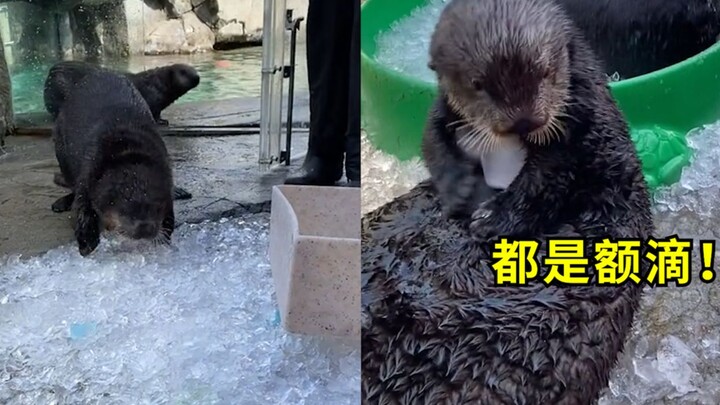 海洋馆一发冰块小海獭就狂奔，不停揣兜生怕被抢：都是我的！