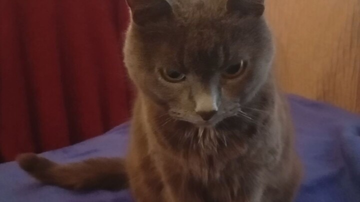 Best Cat Ever