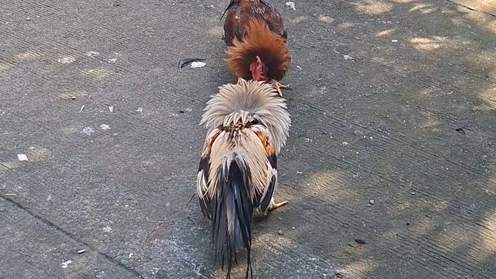 6-month old Boston Sweater vs 9-month old Grey