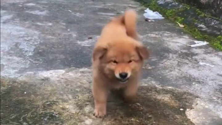 A little country dog in an old house