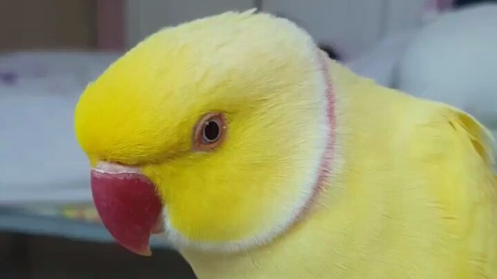 New Breed ~ Banana Cat ❤