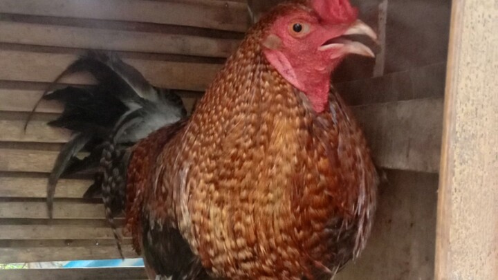 sayaw nang 2 times winner bulik biya ato Ani 3 tres 2 dos San pami ani