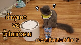 น้ำพุแมว VS น้ำในแก้วคน แมวจะเลือกกินอันไหน??