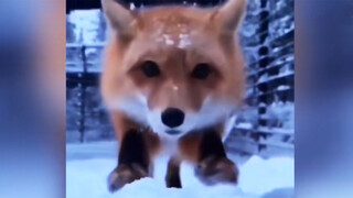 Red fox's big lovely tail
