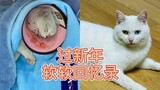 流浪猫回忆录-新年会更好！