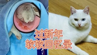 流浪猫回忆录-新年会更好！