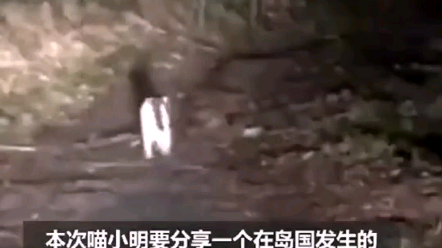 บุกป่ากลางดึกจนหลงทาง โชคดีมีเจ้าเหมียวโผล่มาช่วยนำทาง! ระบบนำทางใช้การไม่ได้ทั้งหมด อย่าลืมใจดีกับแ