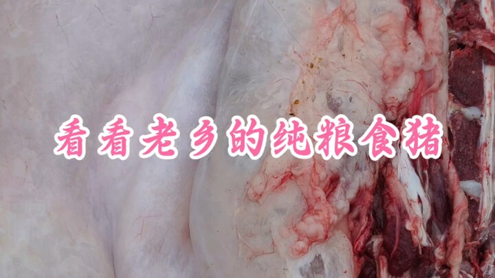 Hãy xem lợn nuôi bằng ngũ cốc nguyên chất của người cùng quê!