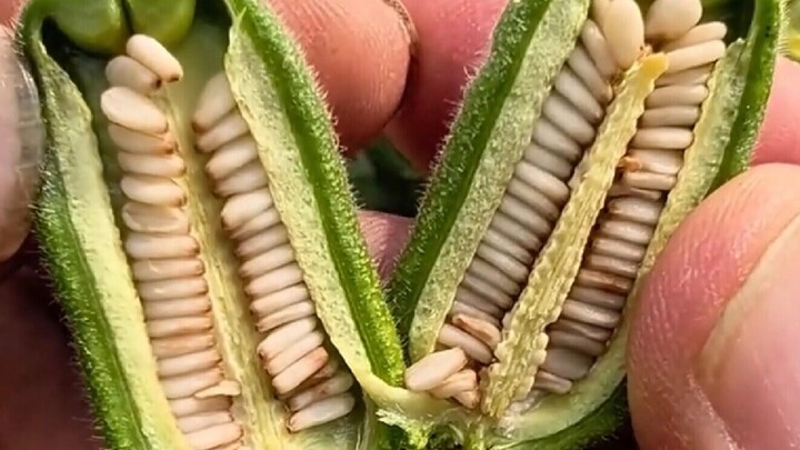 So this is what fresh sesame looks like...