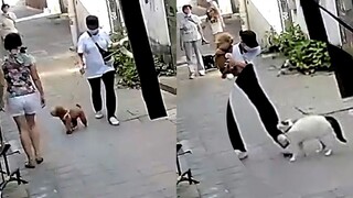 The Teddy barked at the owner and ignored him. Unexpectedly, the cat pounced on him and scratched hi