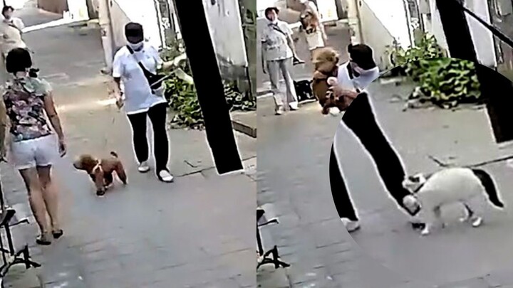 Chú gấu bông sủa vào mặt chủ nhân và phớt lờ. Bất ngờ, chú mèo nhảy bổ vào gãi mặt, tru lên không ng