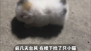 I picked up this kitten during the typhoon. I hope you grow up quickly and be healthy!