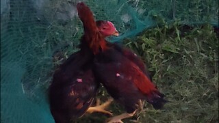 El Matador vs Empi Lights