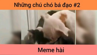 Những chú chó bá đạo p2