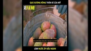 Làm nước ép từ Xương Rồng bạn có giám uống | LT Review